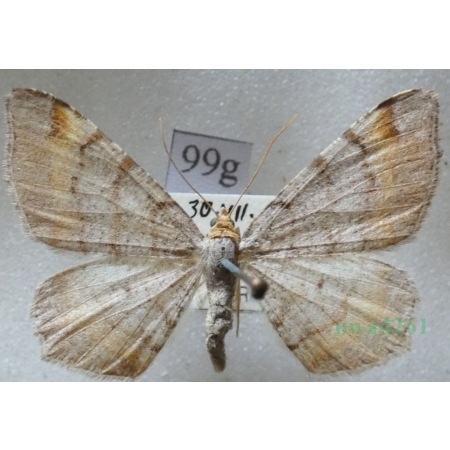 Macaria liturata (Clerck, 1759) male Witalnik sosnowiak Czech99g